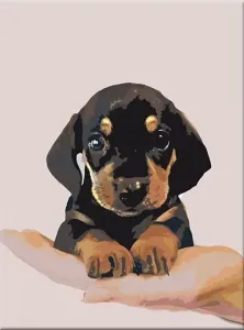 Zuty Painting by Numbers Shorthaired Dachshund Puppy #48460